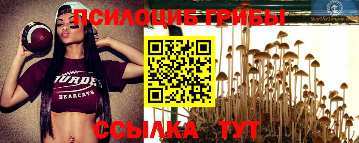 Псилоцибиновые грибы Psilocybe Кропоткин